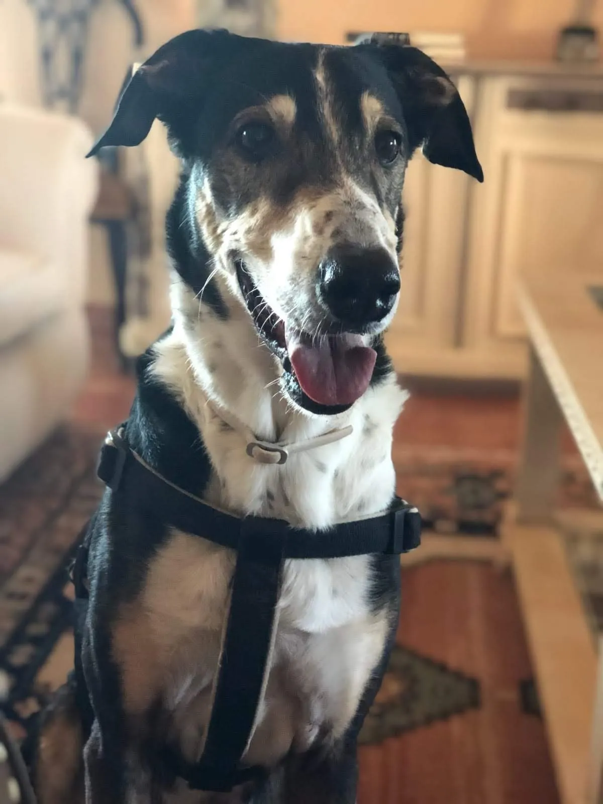 Foto original de Zeus usada como referencia para el retrato